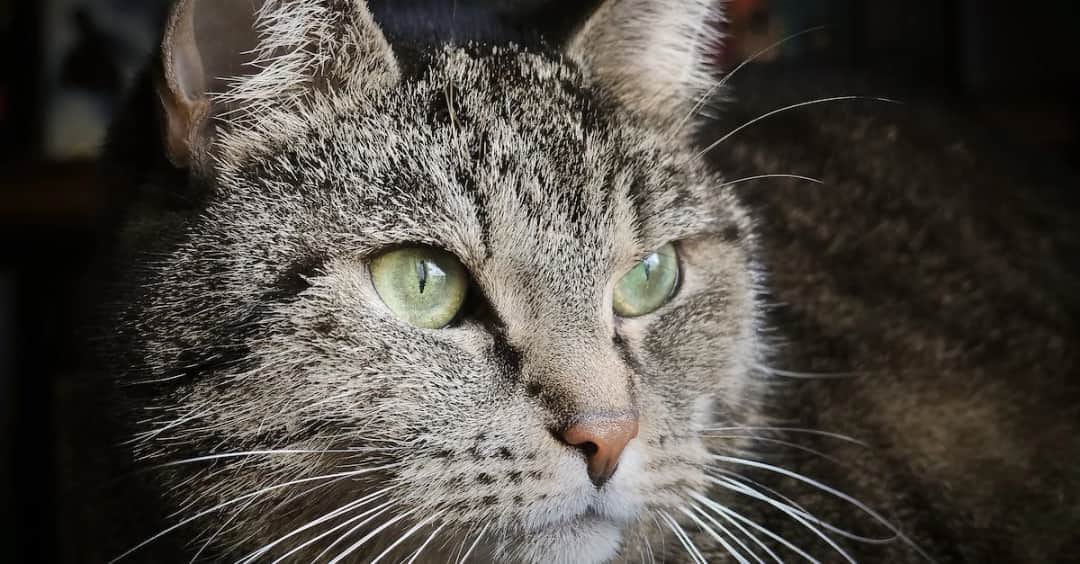 Dlaczego kot ma wąsy? zaskakująca odpowiedź dla właścicieli!