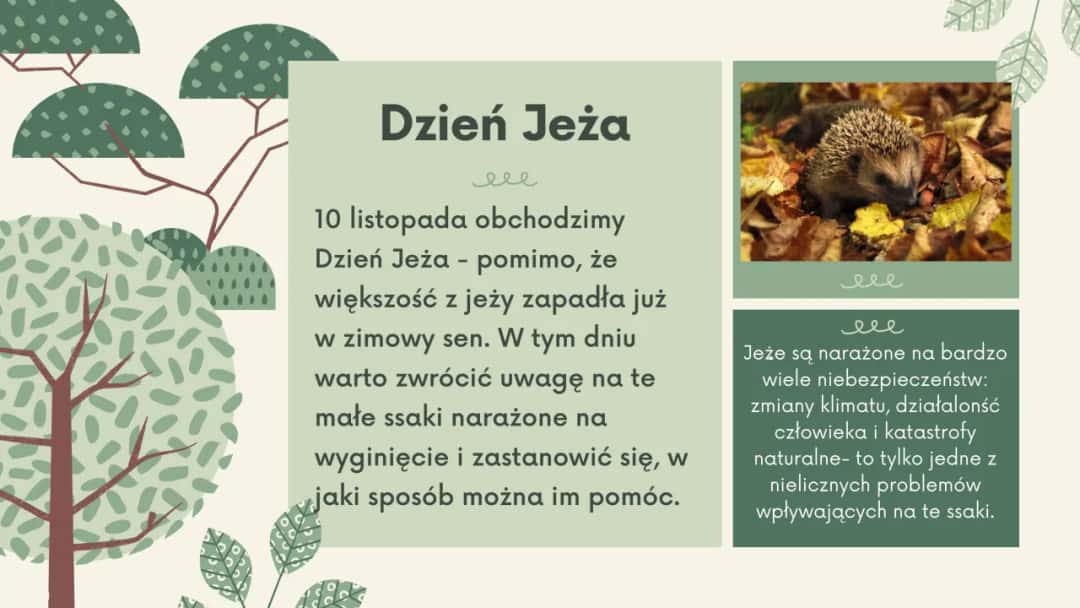 Tekst piosenki dokąd tupta nocą jeż - ulubiona melodia wszystkich dzieci